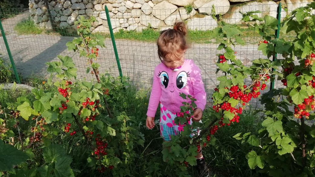 Ribes